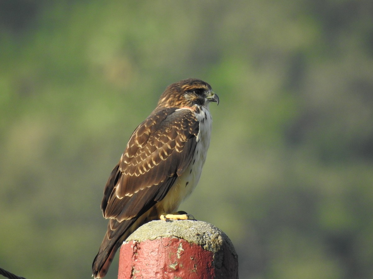 Short-tailed Hawk - ML469501281