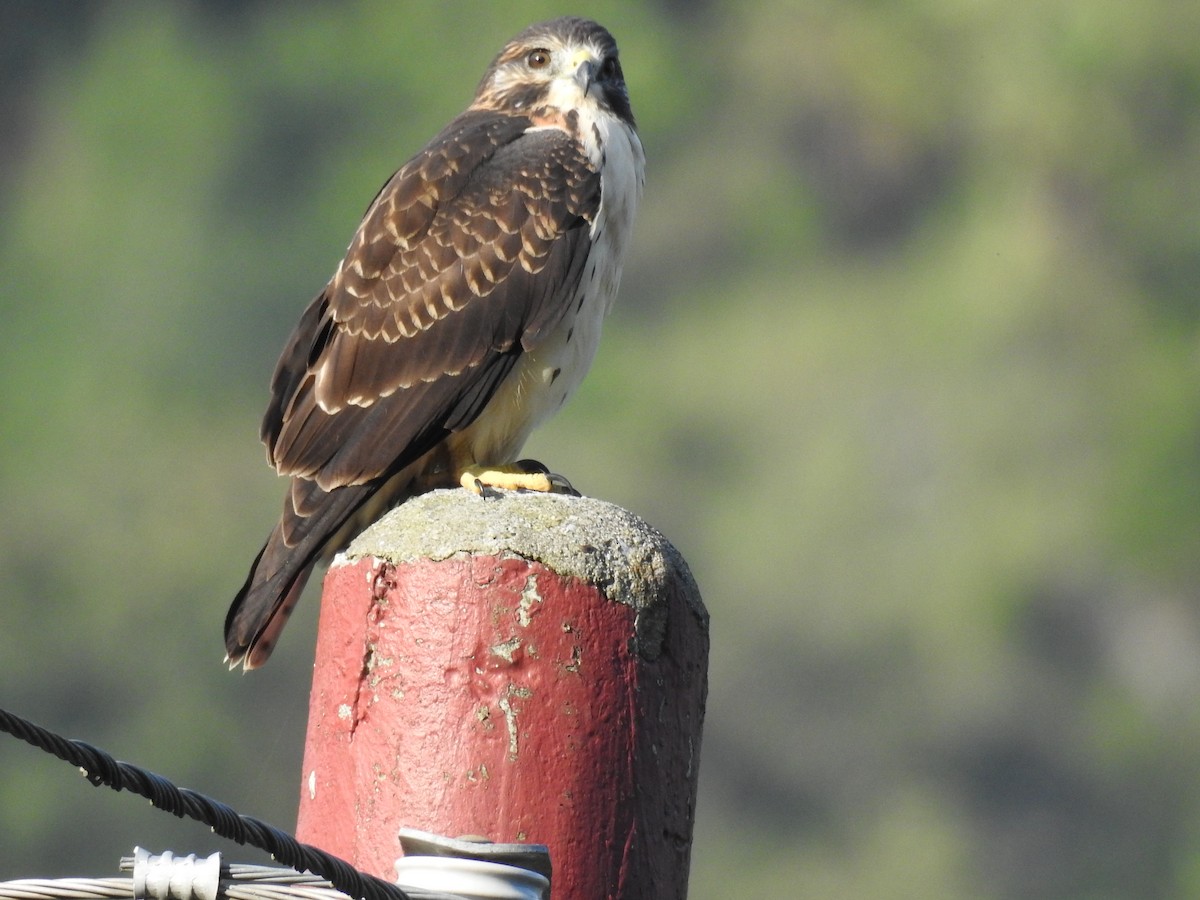 Short-tailed Hawk - ML469501331