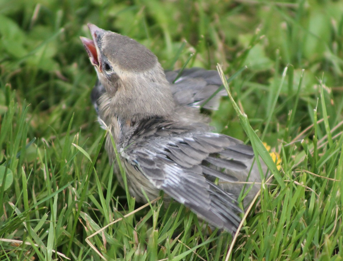 Cedar Waxwing - Brent Musser