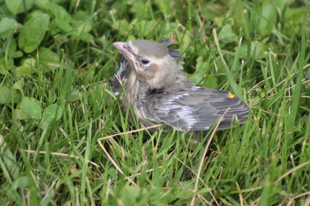 Cedar Waxwing - ML469501851