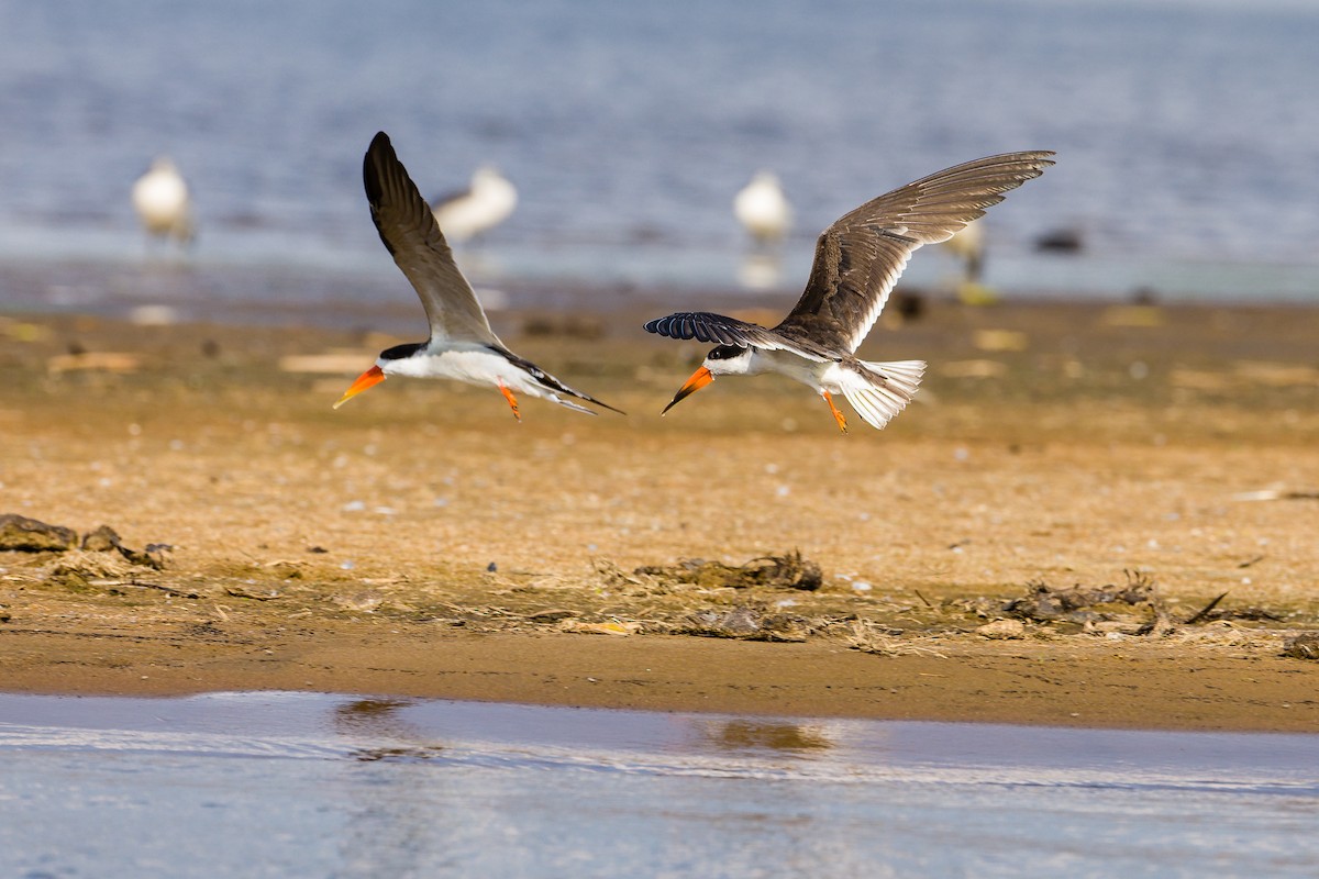 African Skimmer - ML469502281