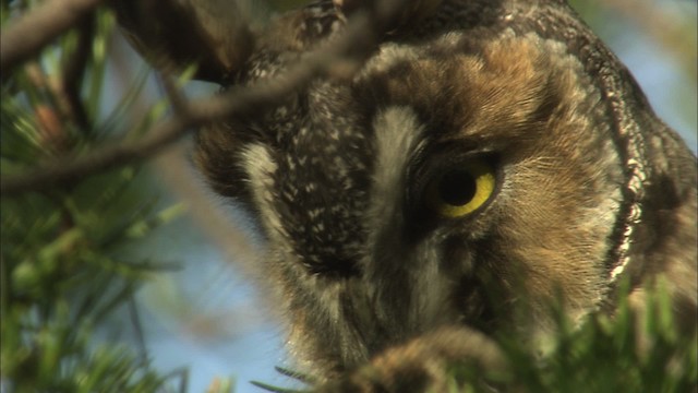 Long-eared Owl (American) - ML469504