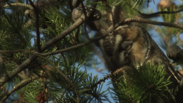 Long-eared Owl (American) - ML469505