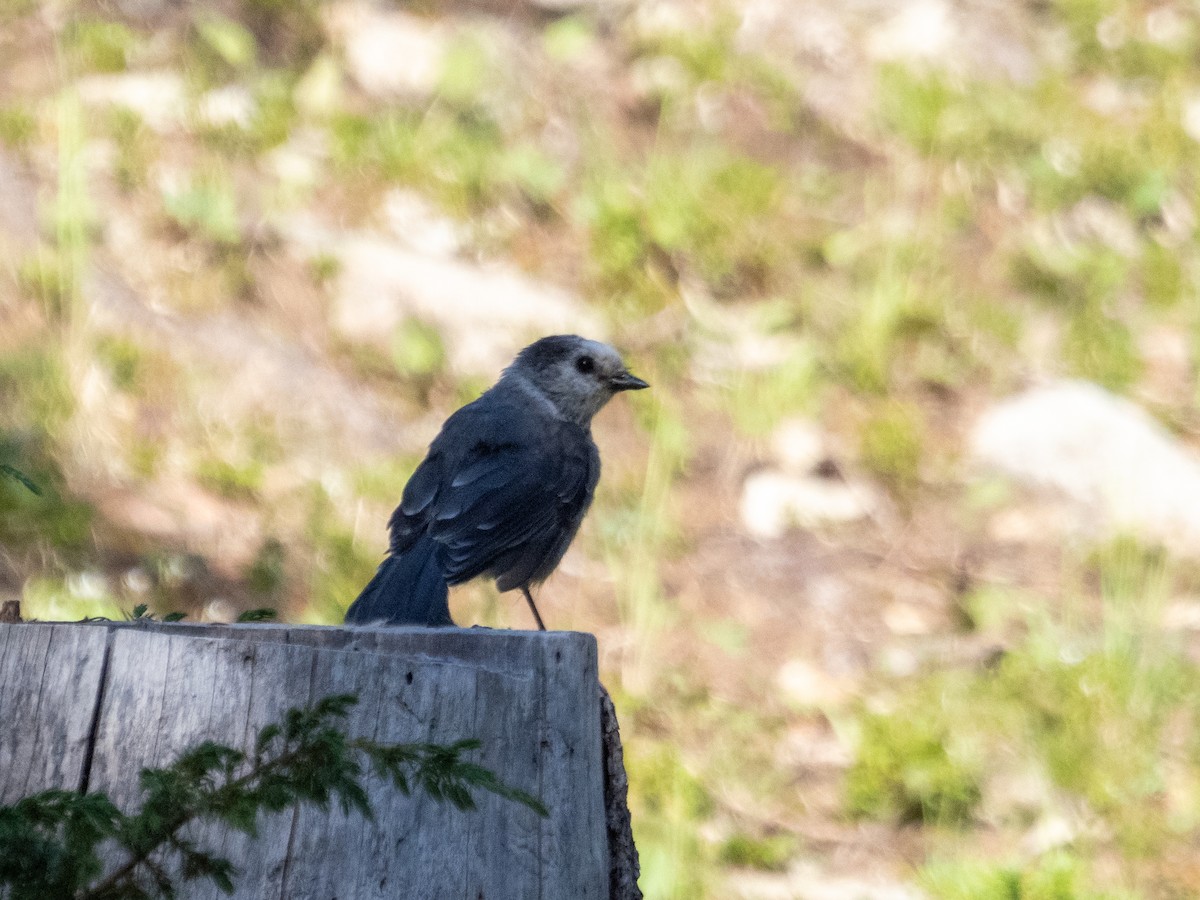 Canada Jay - Stephen Tarnowski