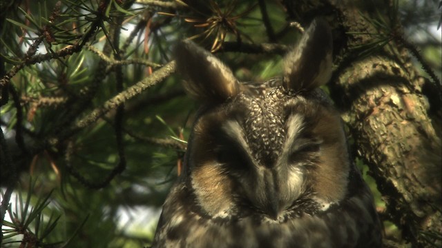 Hibou moyen-duc (wilsonianus/tuftsi) - ML469506