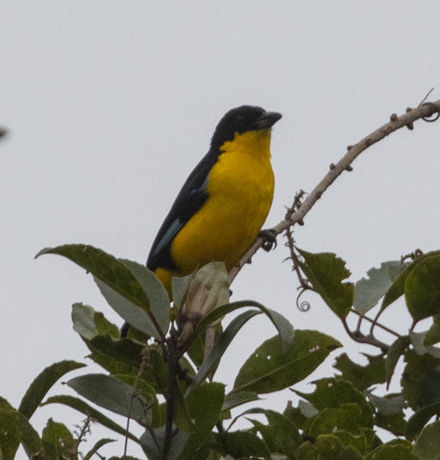 Blue-winged Mountain Tanager (Bolivian) - ML469506271