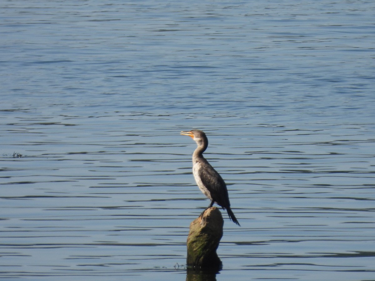 Double-crested Cormorant - ML469506301