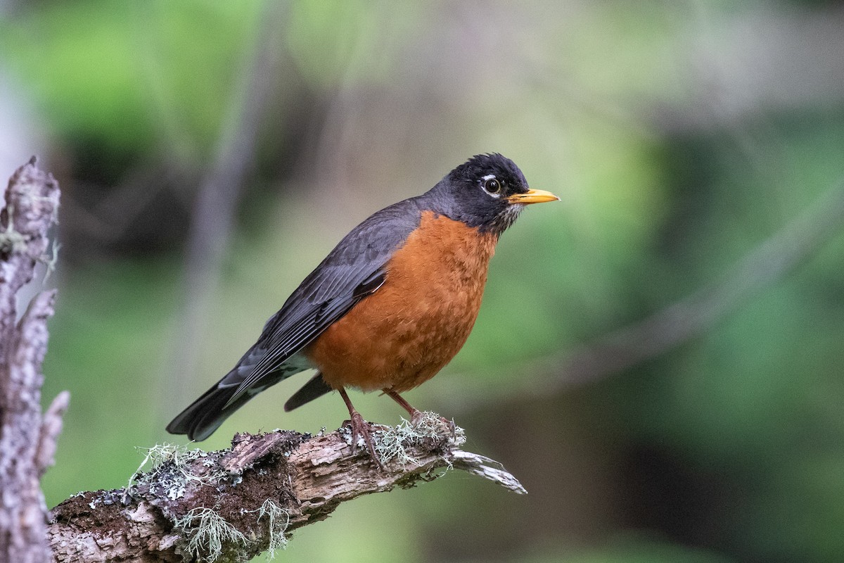 American Robin - ML469506551