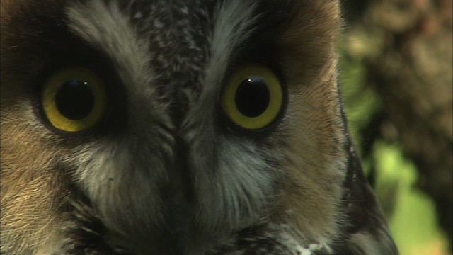 Long-eared Owl (American) - ML469507