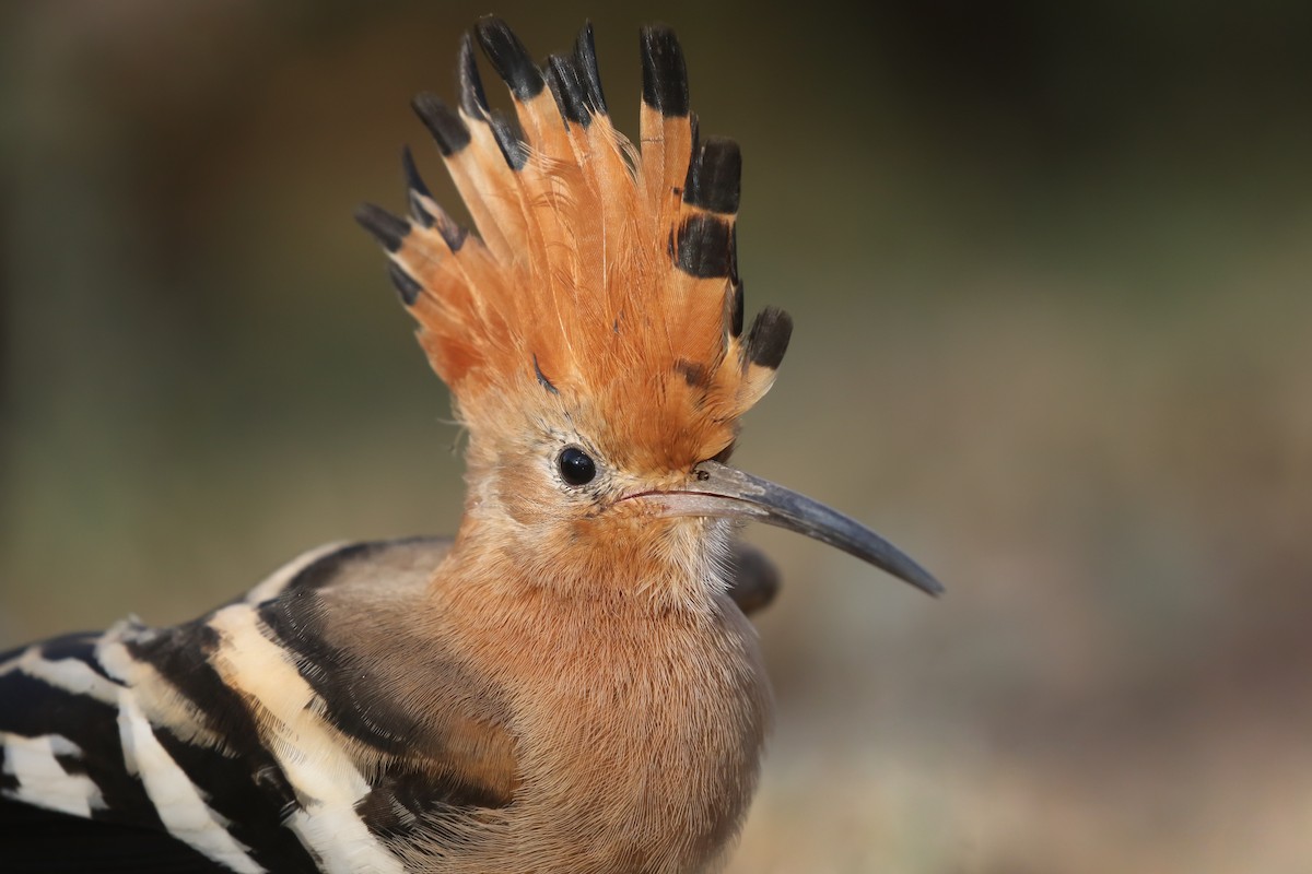 Common Hoopoe (African) - Kojo Baidoo