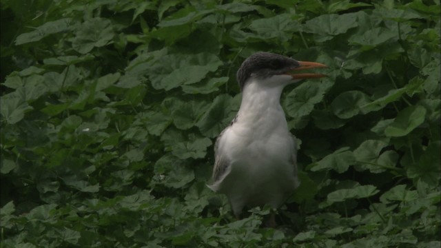 Caspian Tern - ML469508