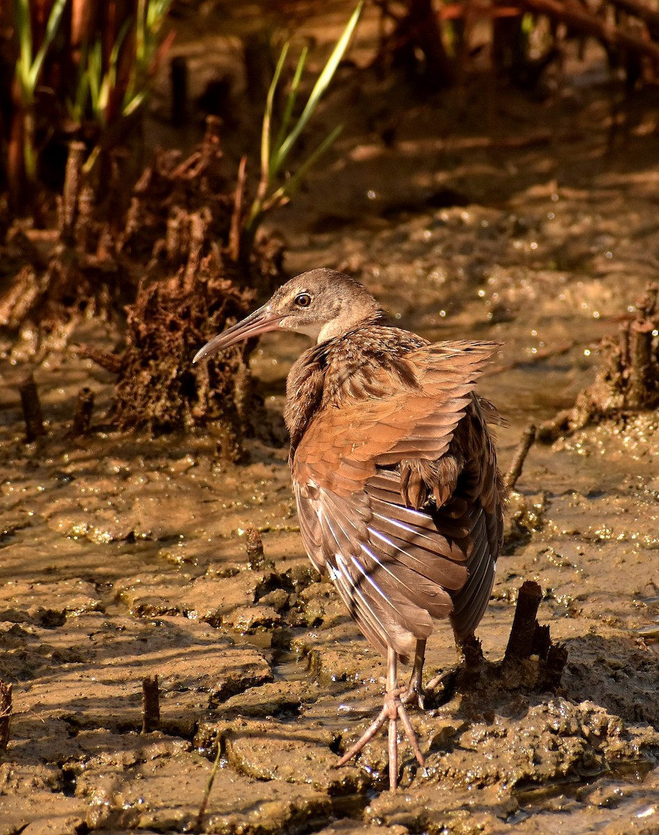 Clapper Rail - Dale Wolck