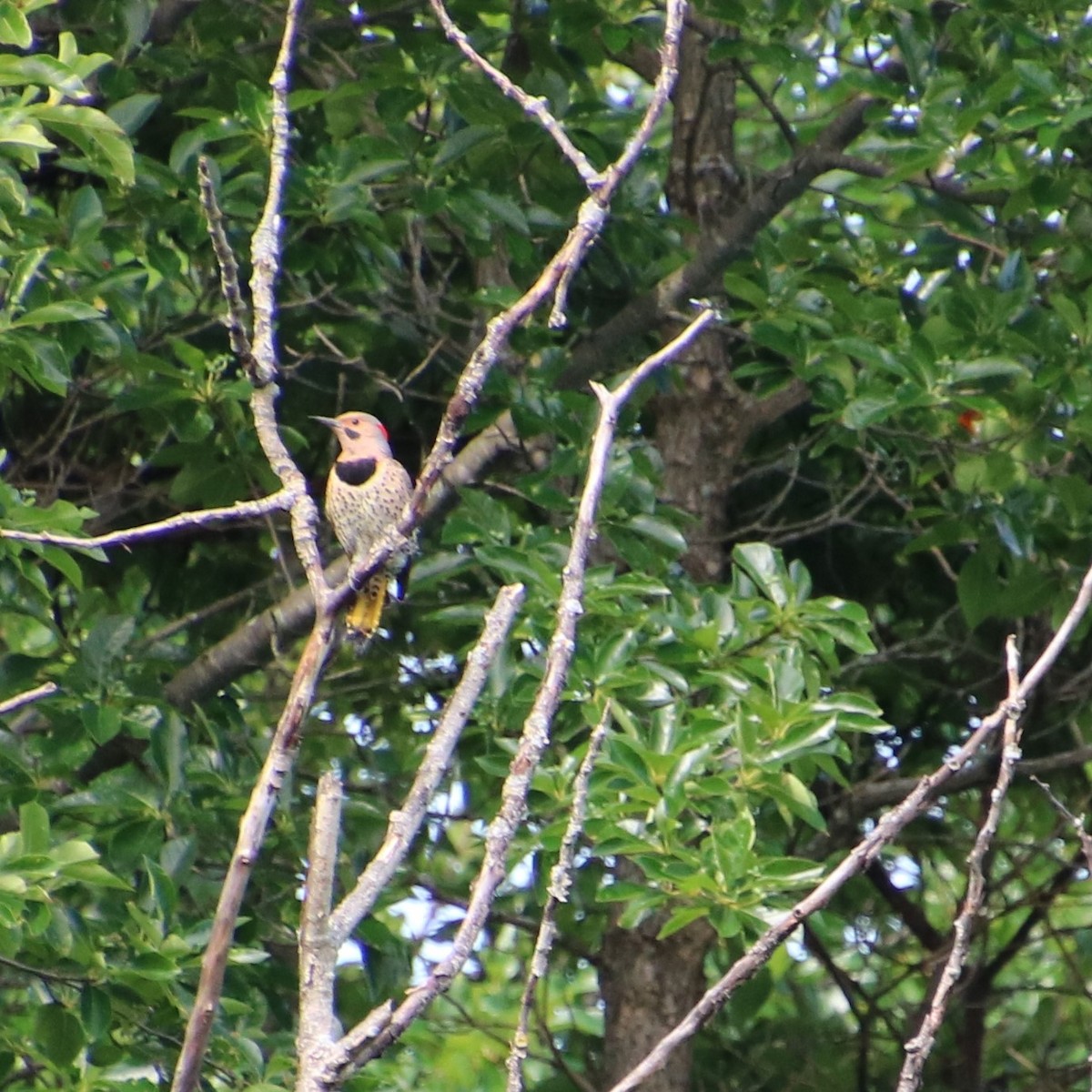 Northern Flicker - ML469512211
