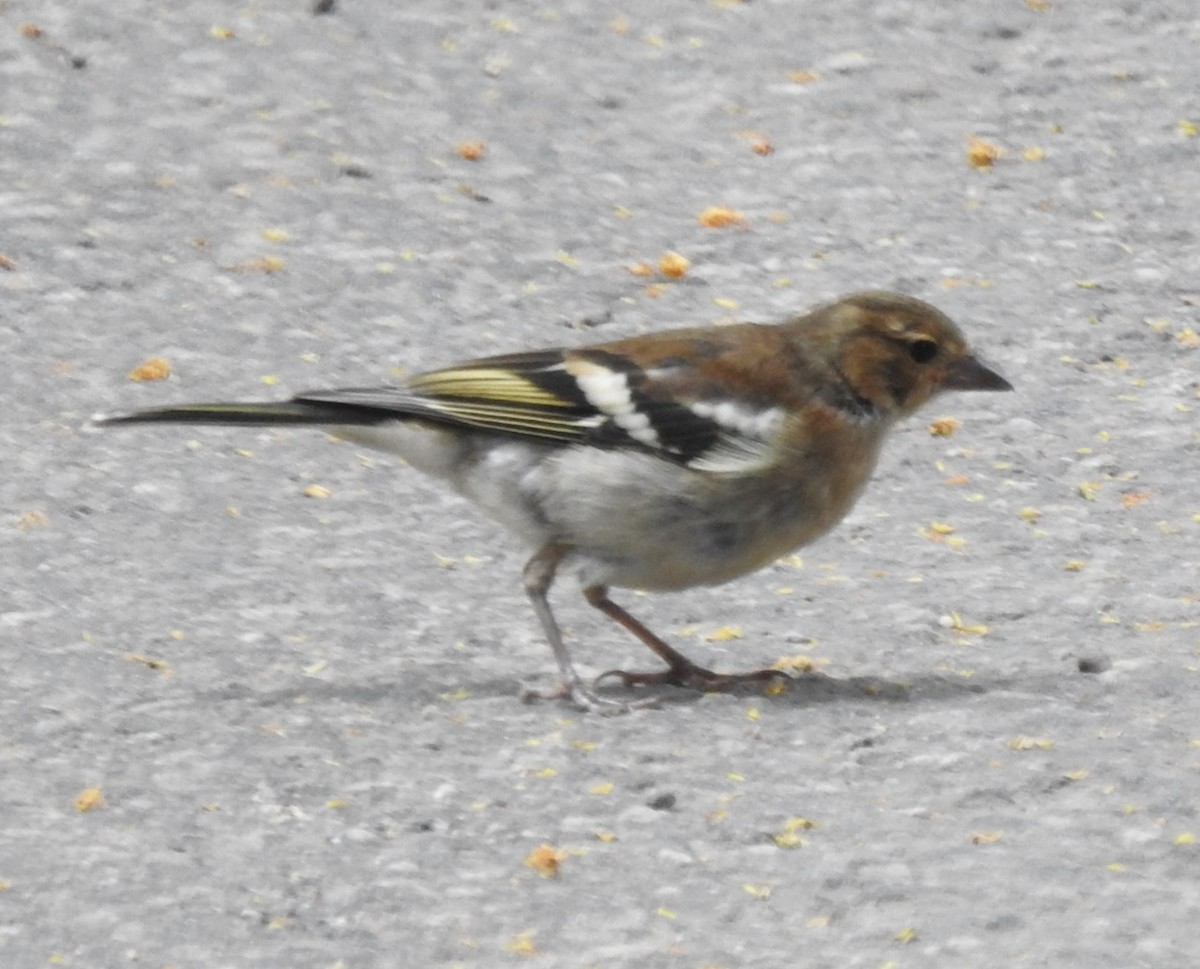 Common Chaffinch - Roy Kasius