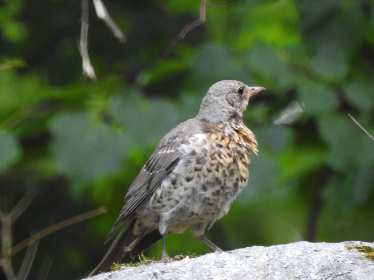 Fieldfare - Roy Kasius