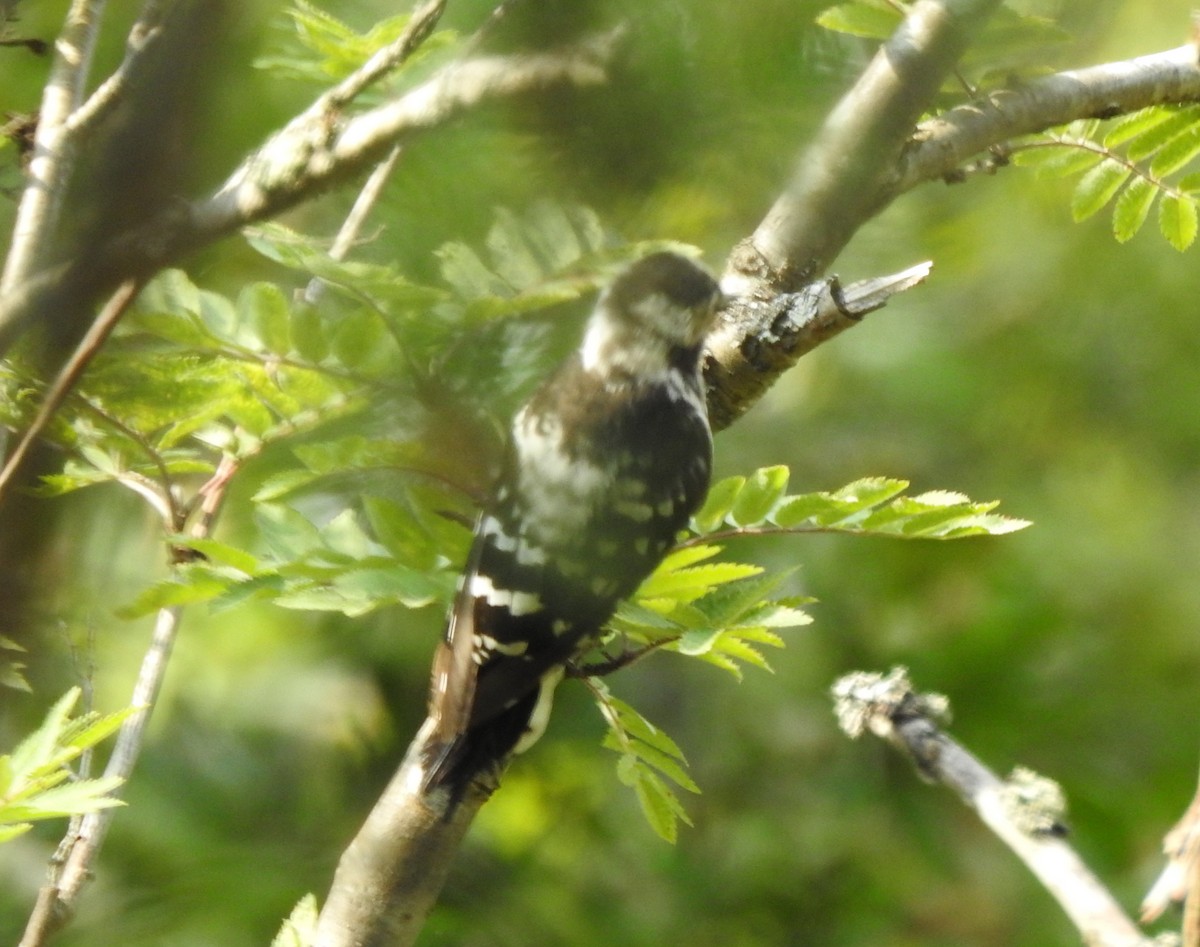 Lesser Spotted Woodpecker - Roy Kasius