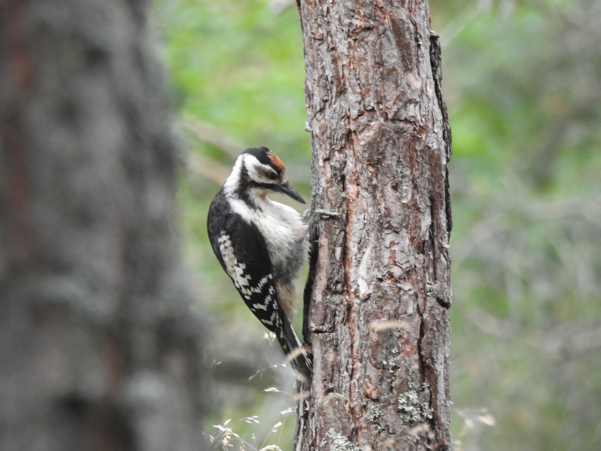 Great Spotted Woodpecker - Roy Kasius