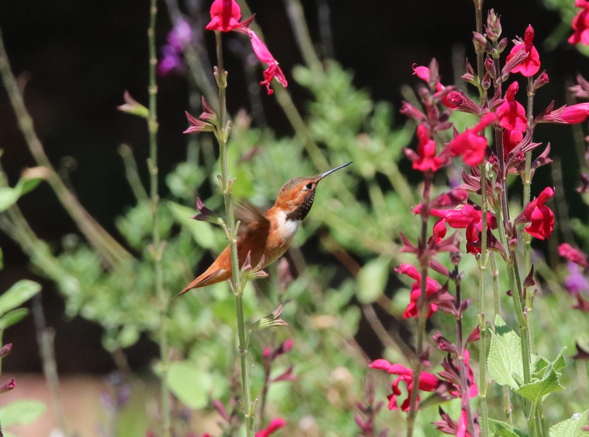 Rufous Hummingbird - ML469513701