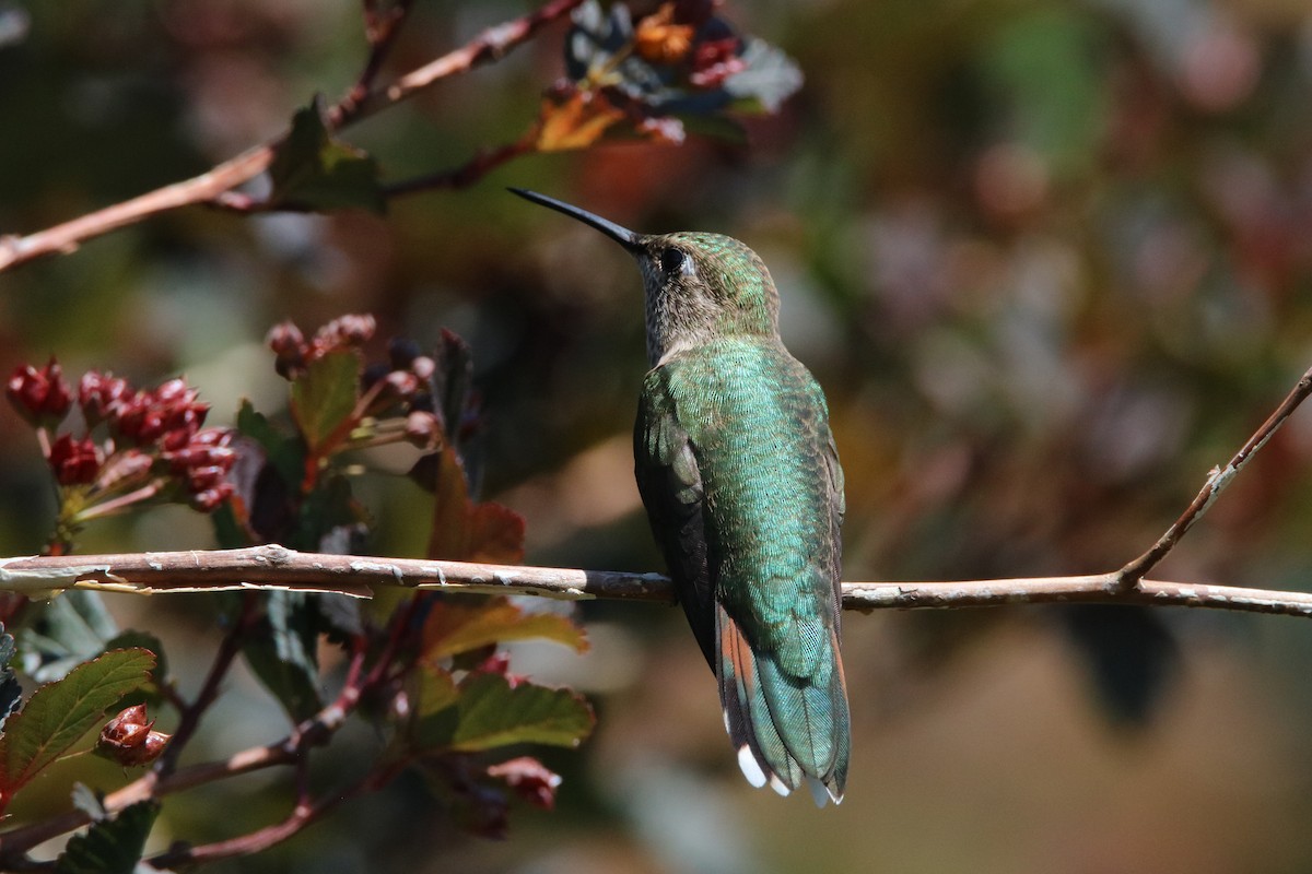 Colibrí Coliancho - ML469514011