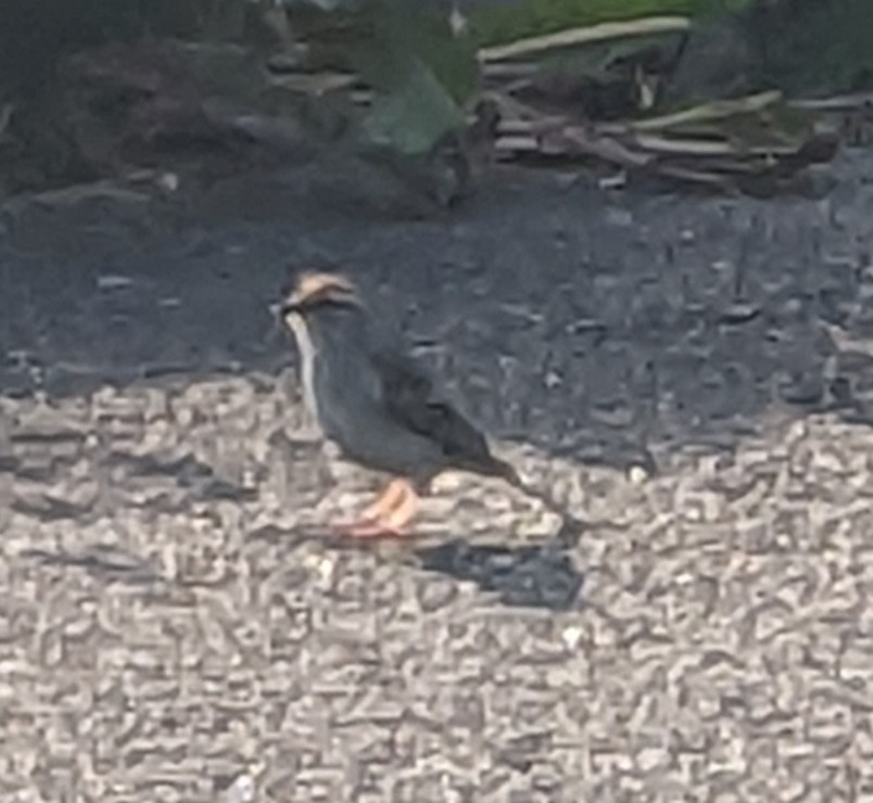 Chipping Sparrow - ML469514141