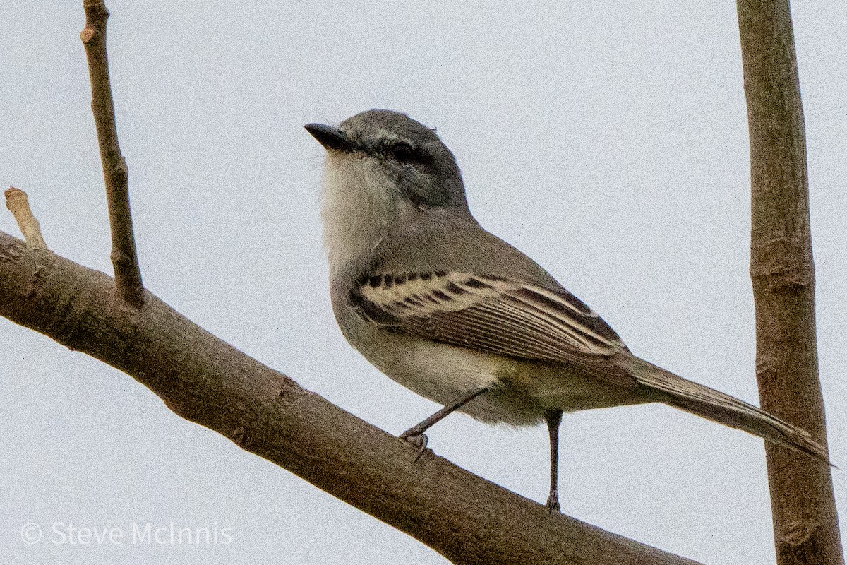 Straneck's Tyrannulet - ML469514461