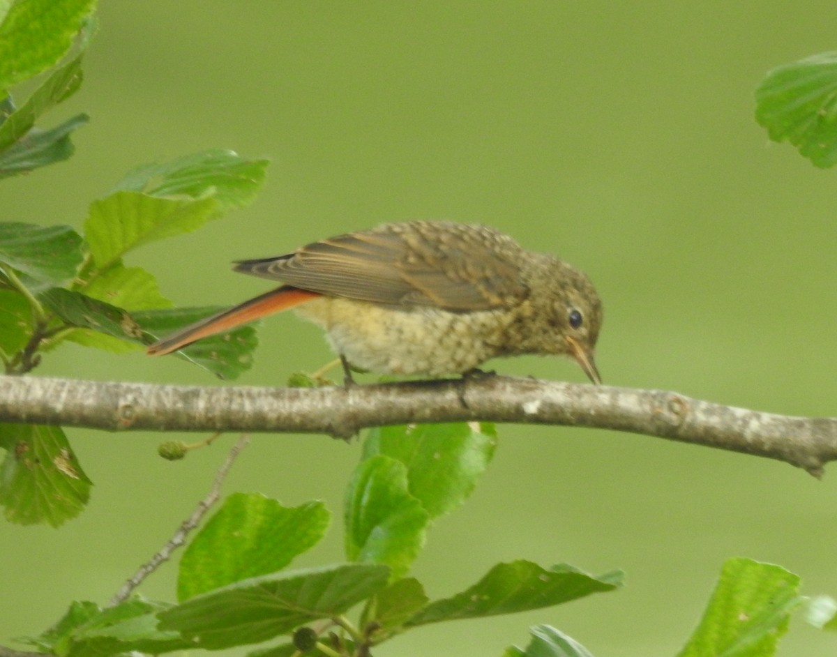 Common Redstart - Roy Kasius