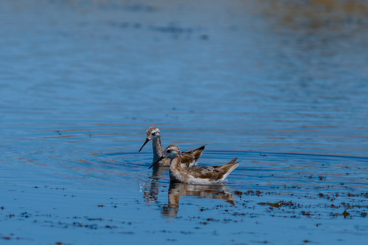 Phalarope de Wilson - ML469515291