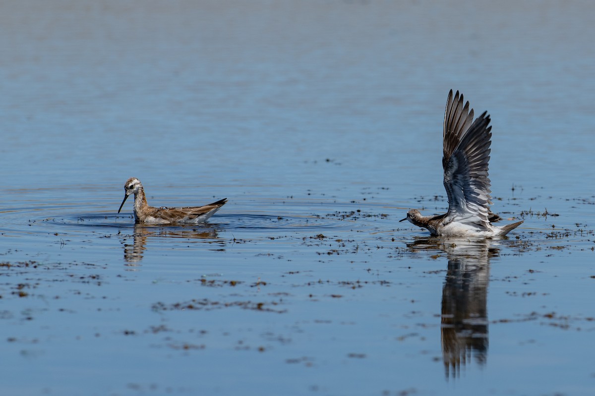 Wilson's Phalarope - ML469515321