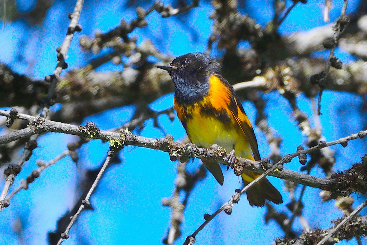 American Redstart - ML469515381