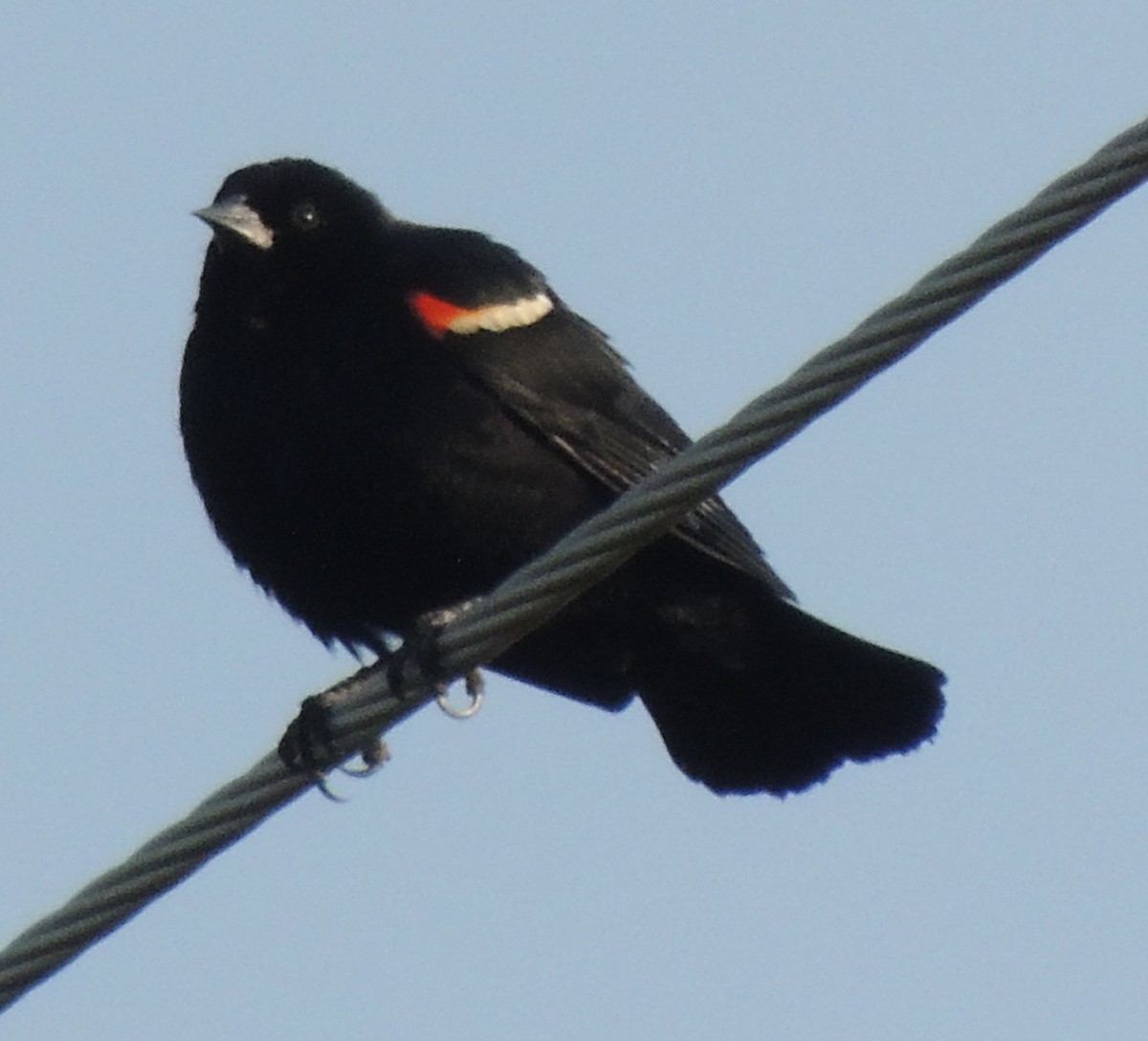 Red-winged Blackbird - ML469517151