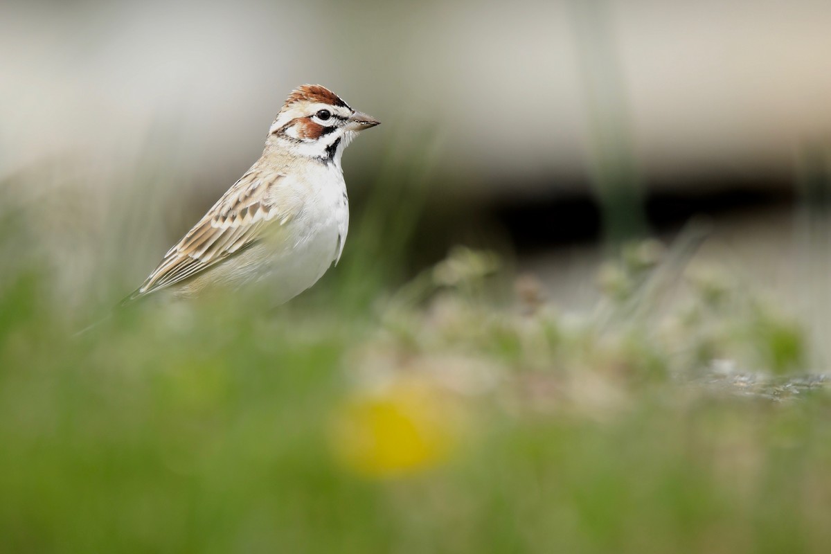 Lark Sparrow - ML469517531