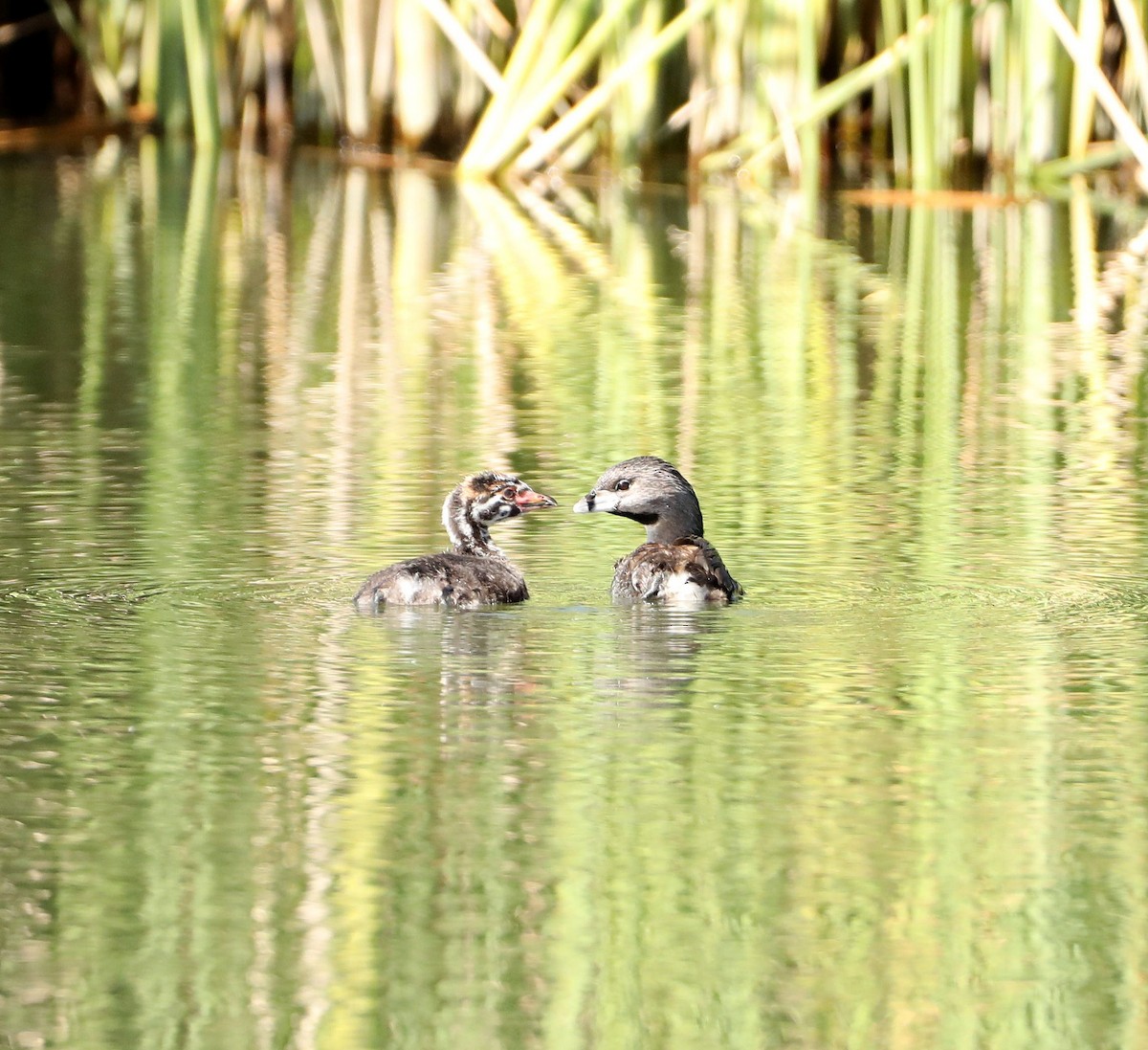 Pied-billed Grebe - ML469519031