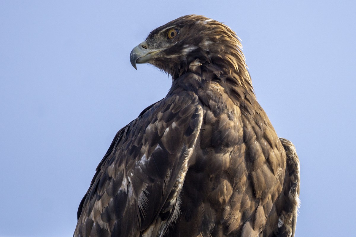 Golden Eagle - Carla Butz