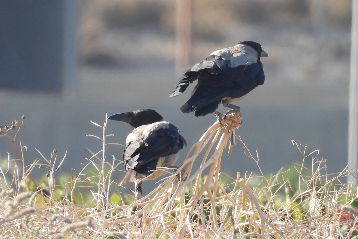 Hooded Crow - ML469519731