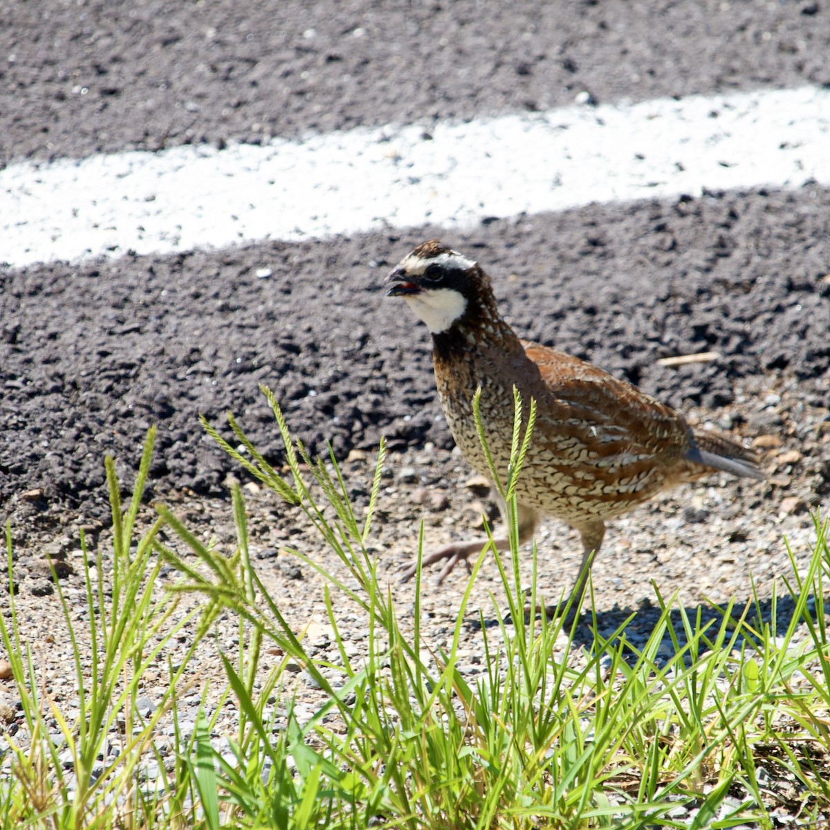 Northern Bobwhite - Jeremy Rardin