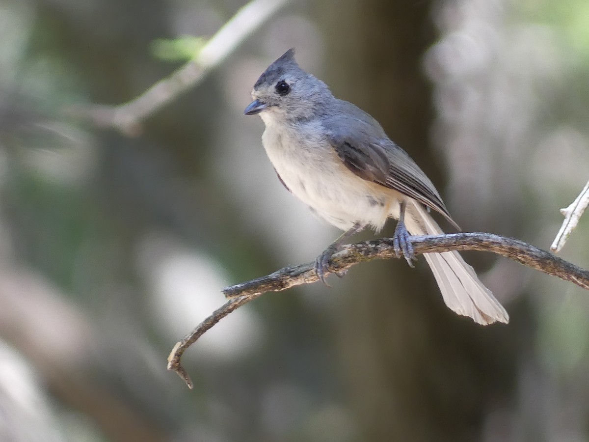 Black-crested Titmouse - Anonymous