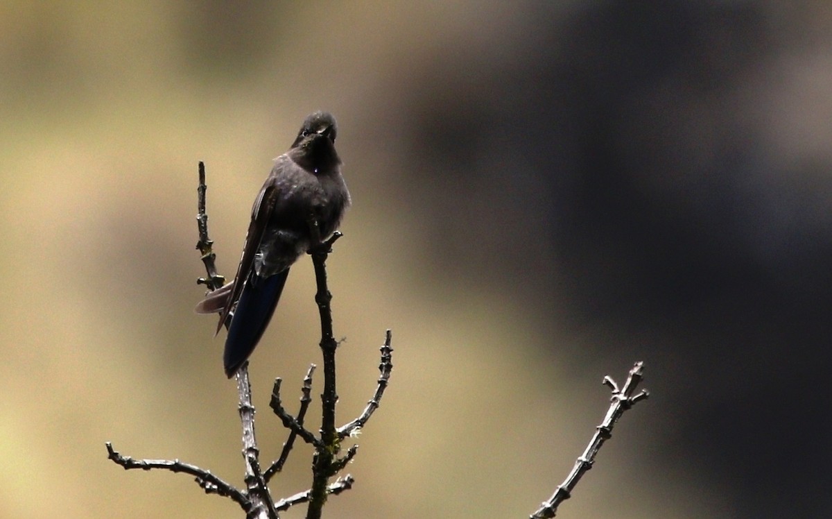 kolibřík modropláštíkový - ML469520791