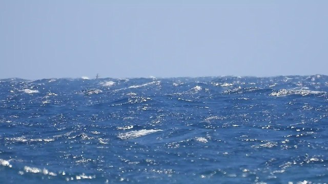 Scopoli's Shearwater - ML469520941