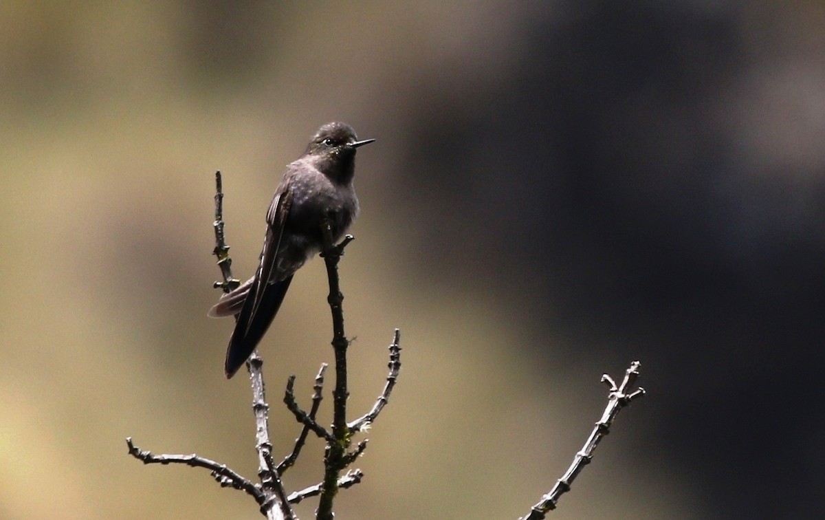 Colibrí de Stanley - ML469521351