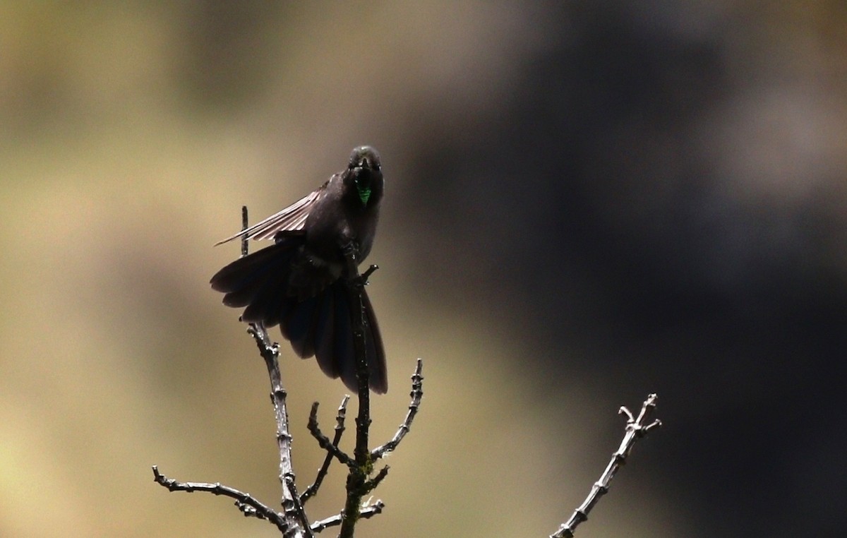 kolibřík modropláštíkový - ML469521441