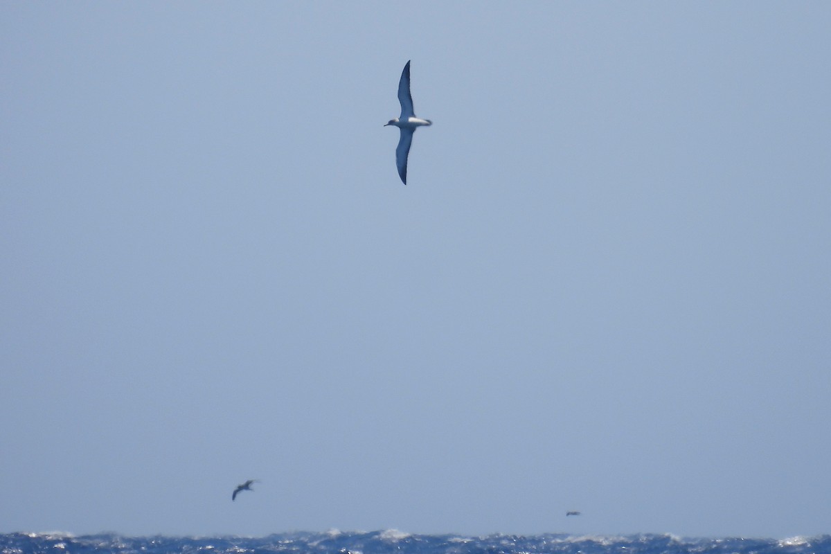 Scopoli's Shearwater - ML469521471