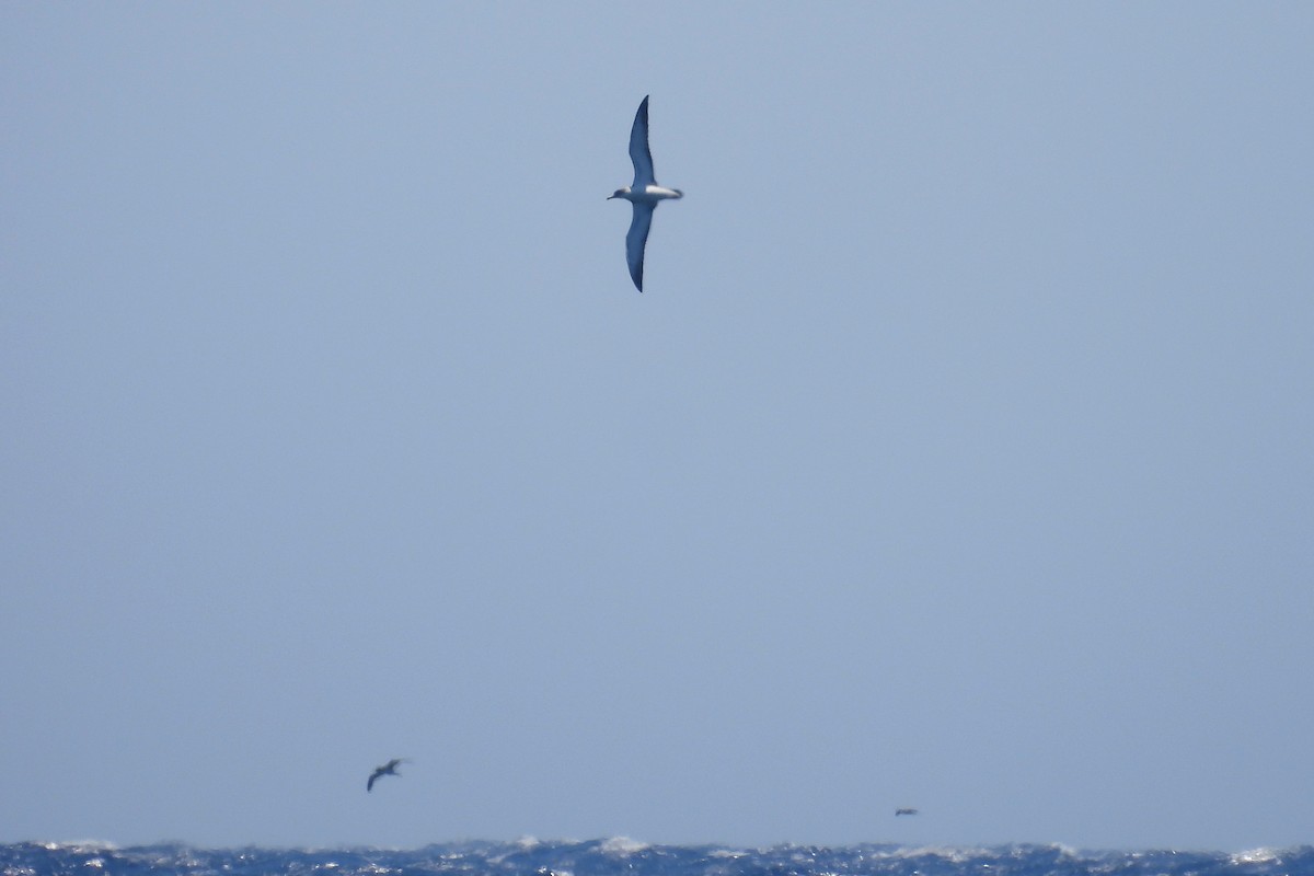 Cory's Shearwater - Juan Manuel Pérez de Ana