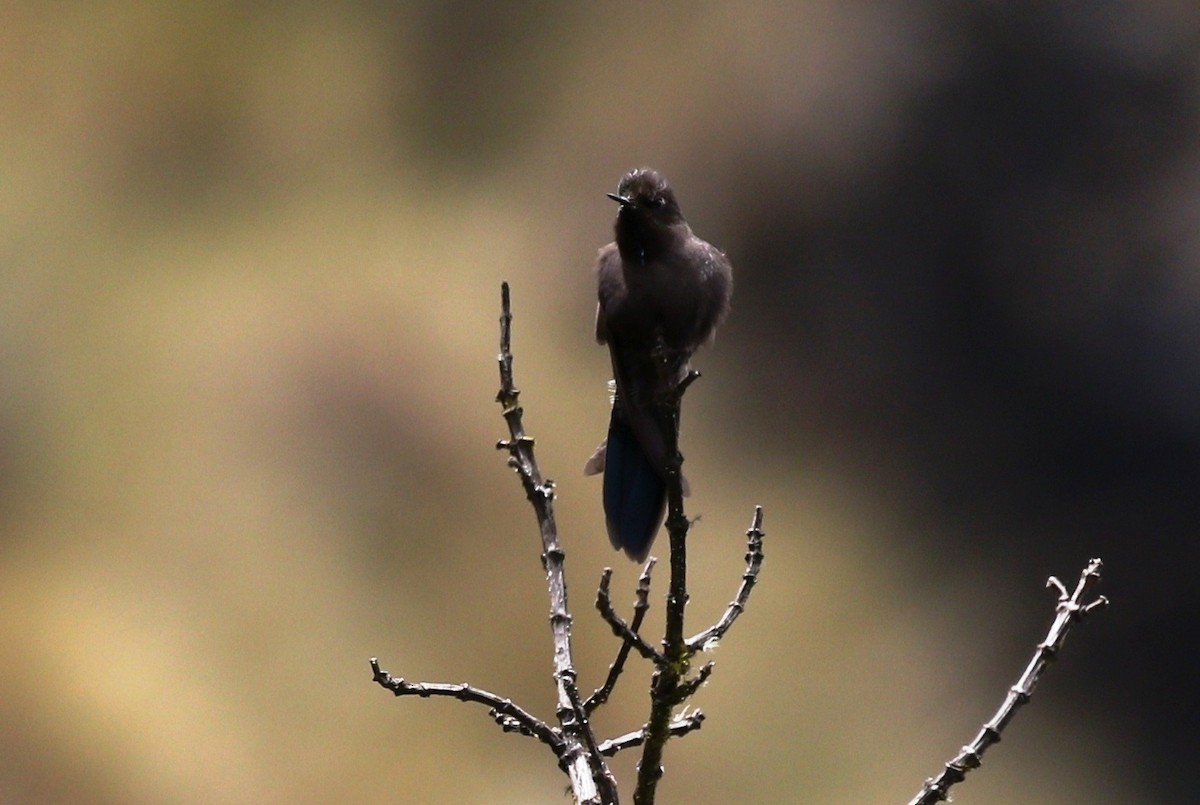 kolibřík modropláštíkový - ML469521761