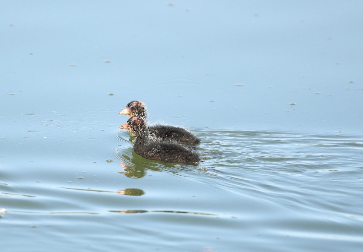 American Coot - ML469522361