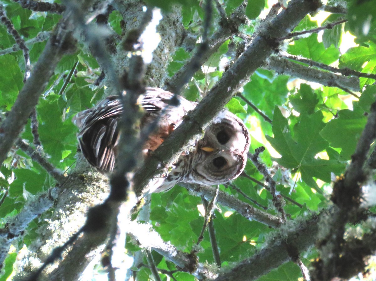 Barred Owl - ML469522531