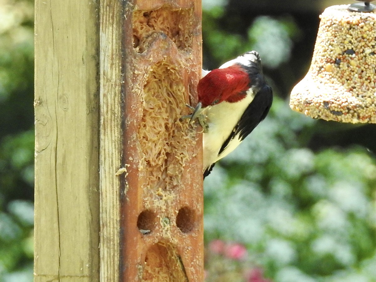 Red-headed Woodpecker - Danielle Beaudoin