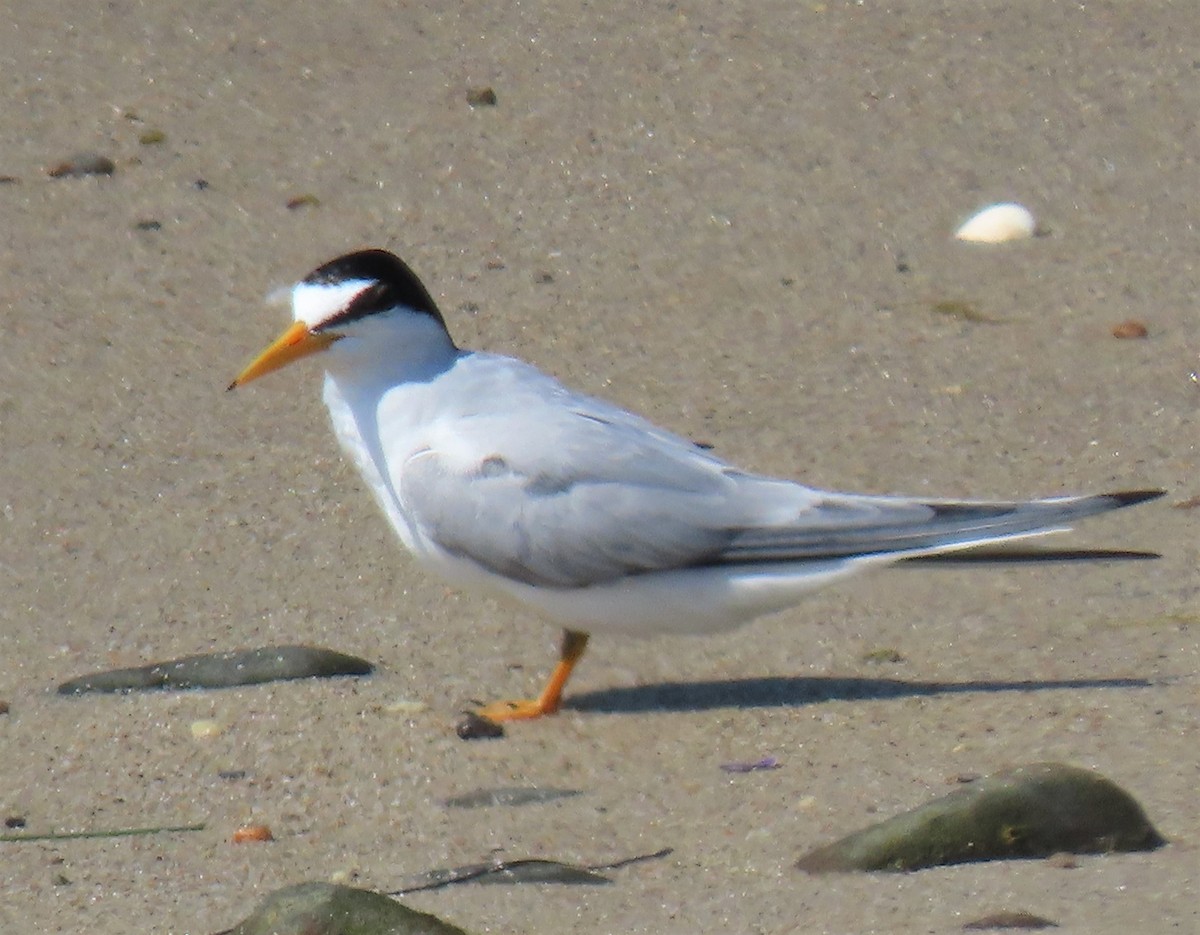 Least Tern - ML469522971