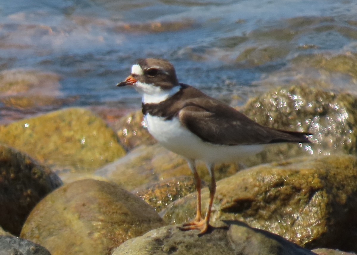 Semipalmated Plover - ML469523101