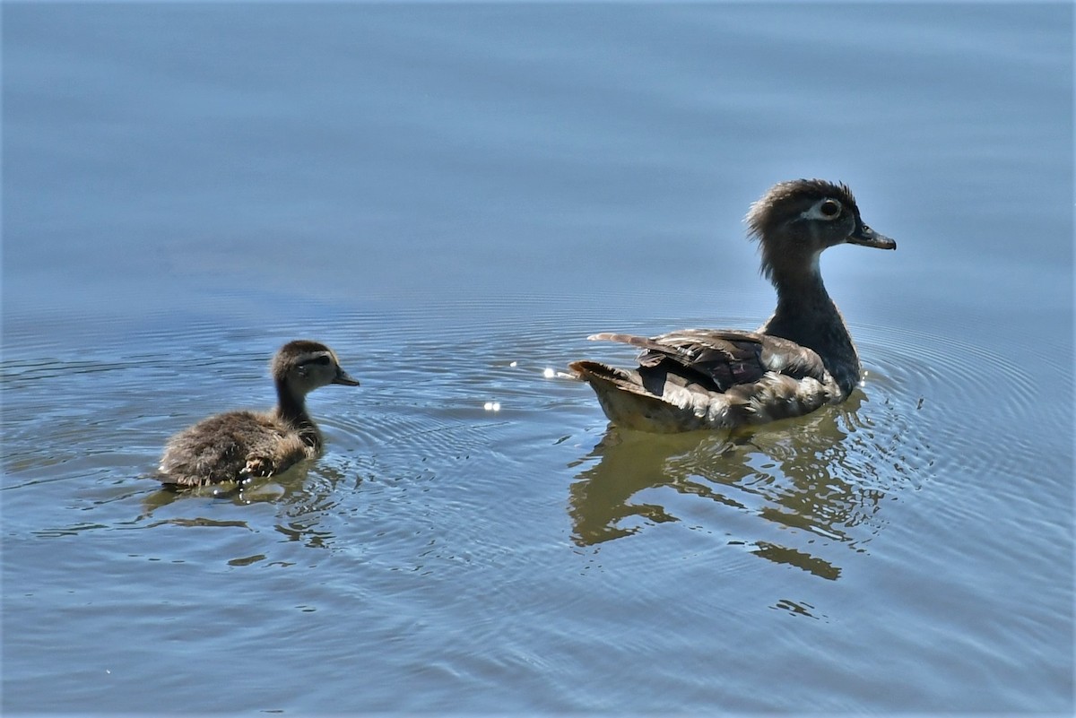 Wood Duck - ML469525261