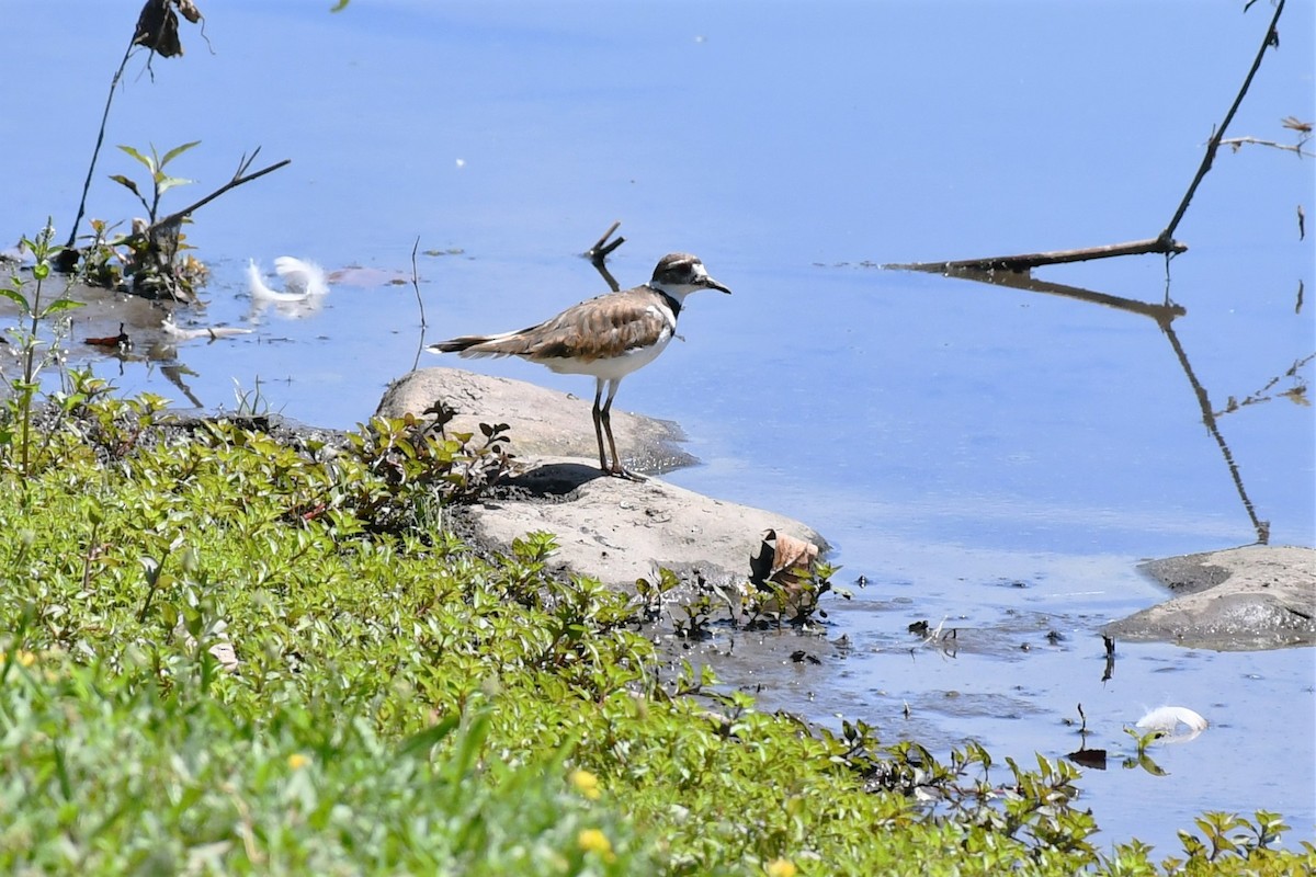 Killdeer - ML469525351